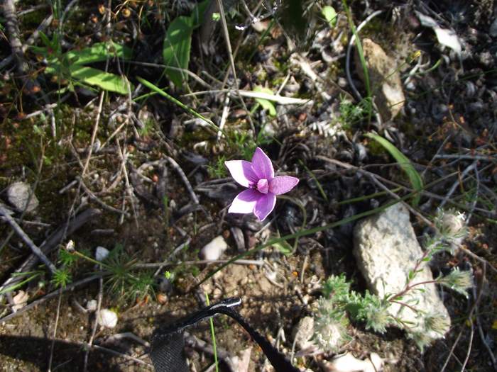 Elythranthera emarginata - Pink Enamel Orchid - 1001.JPG